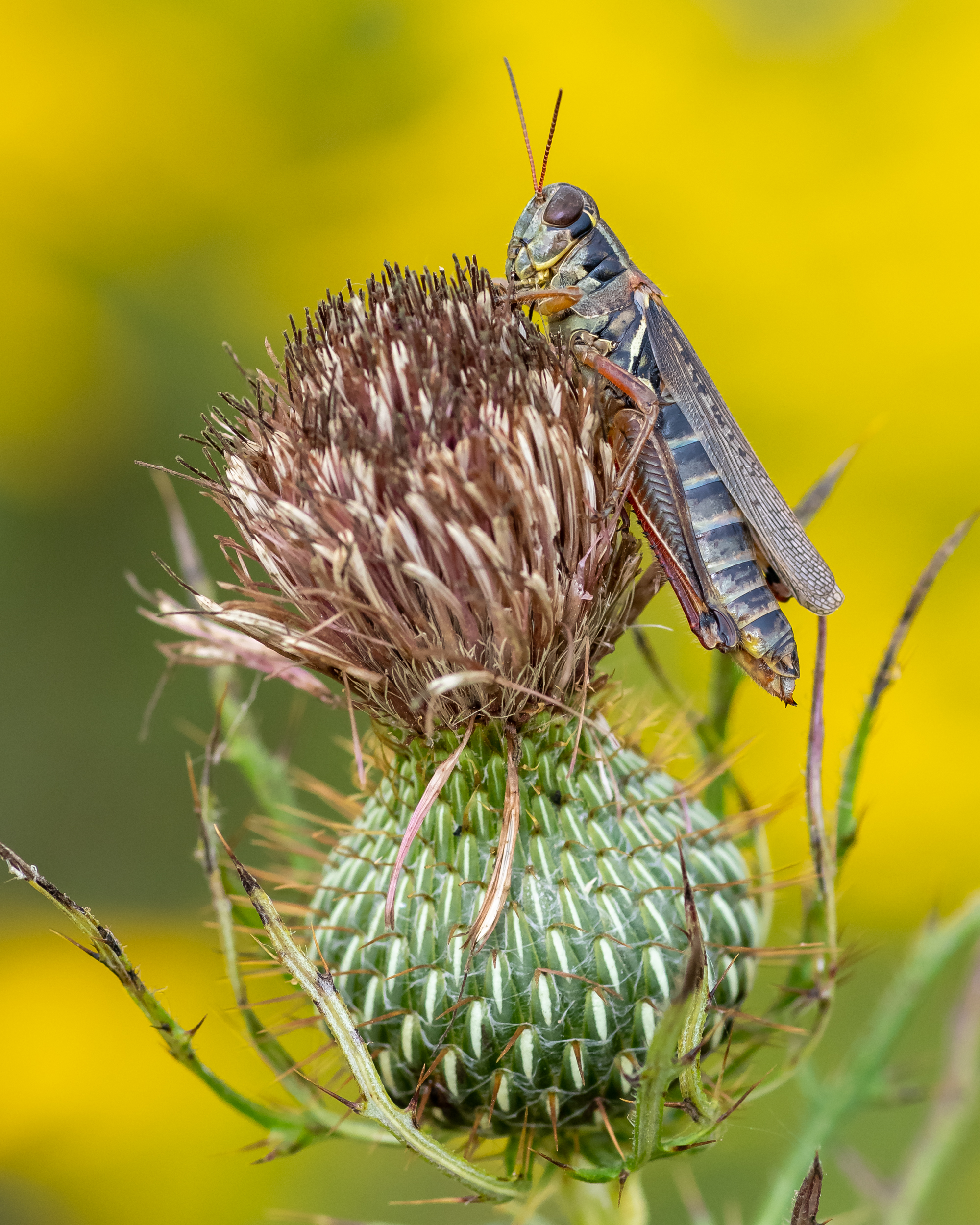 Close up of a grasshopper on thistle